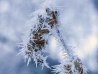 Lange Raureifnadeln an Ast und trockenem Blatt
